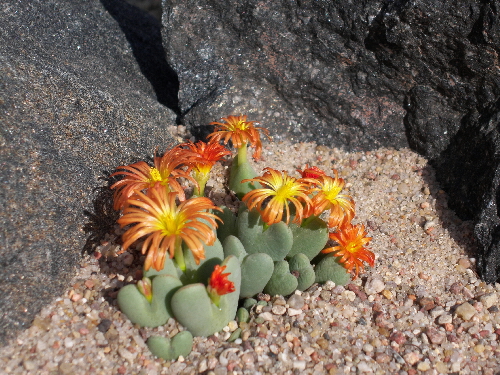 conophytum cupreiflorum